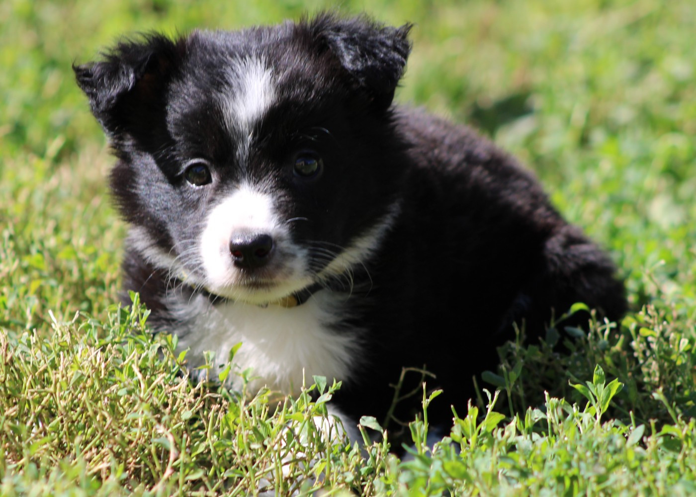 De La Vallee Du Douro - Chiots disponibles - Border Collie