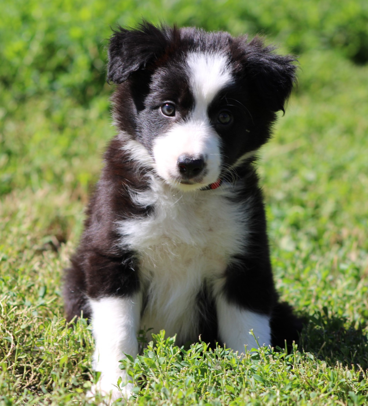 De La Vallee Du Douro - Chiots disponibles - Border Collie