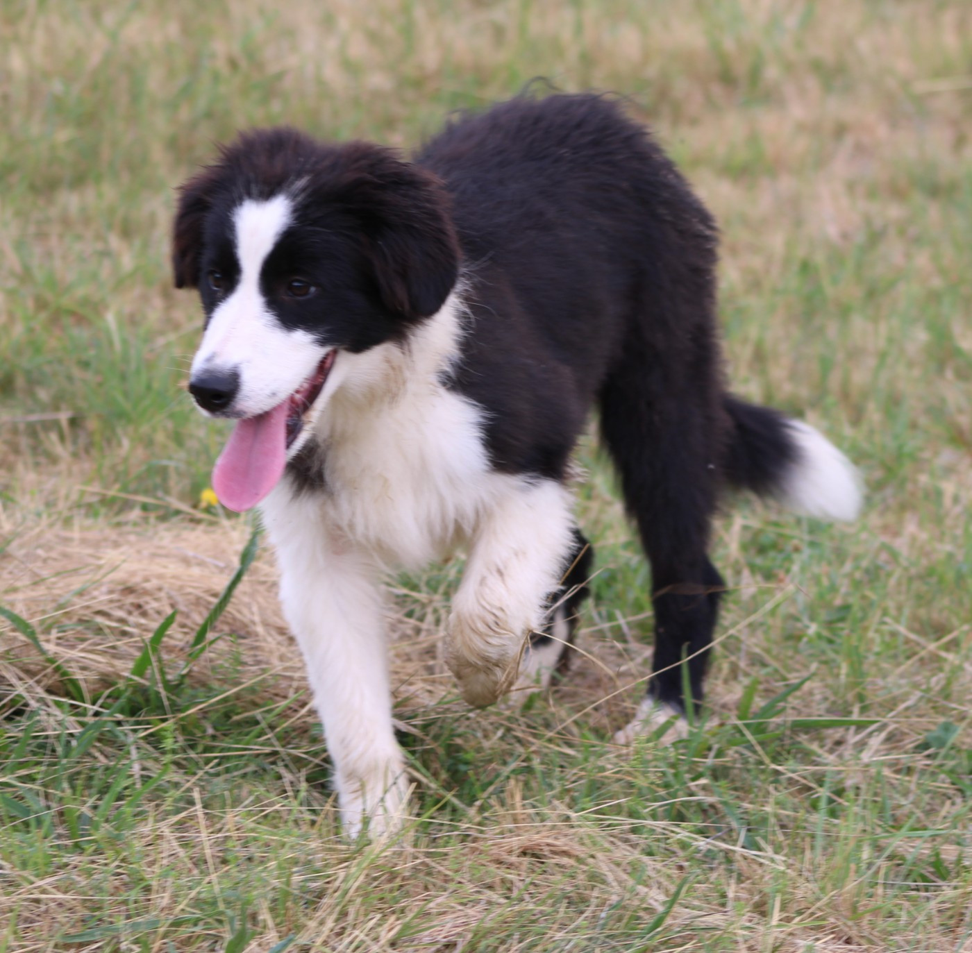 De La Vallee Du Douro - Chiots disponibles - Border Collie