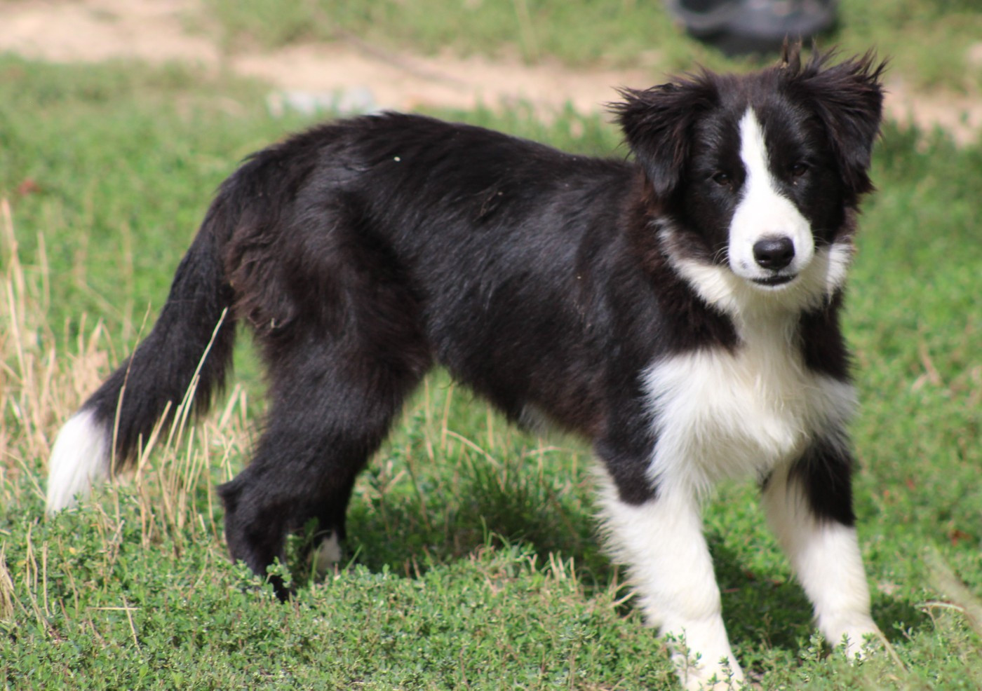 De La Vallee Du Douro - Chiots disponibles - Border Collie