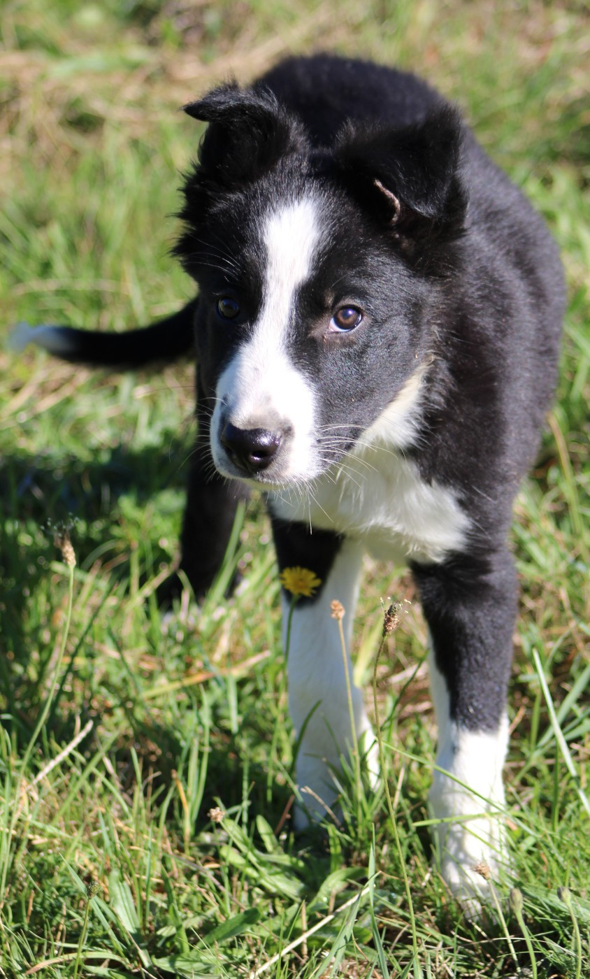 De La Vallee Du Douro - Chiots disponibles - Border Collie