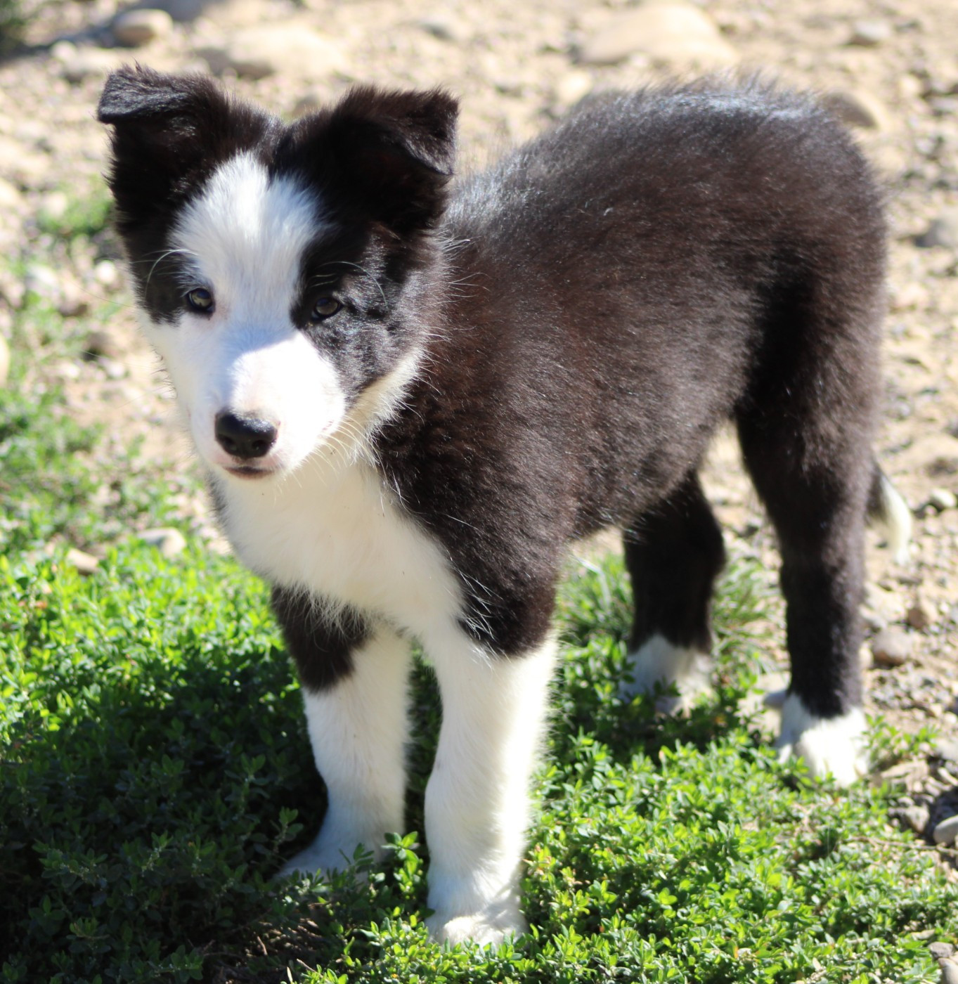 De La Vallee Du Douro - Chiots disponibles - Border Collie