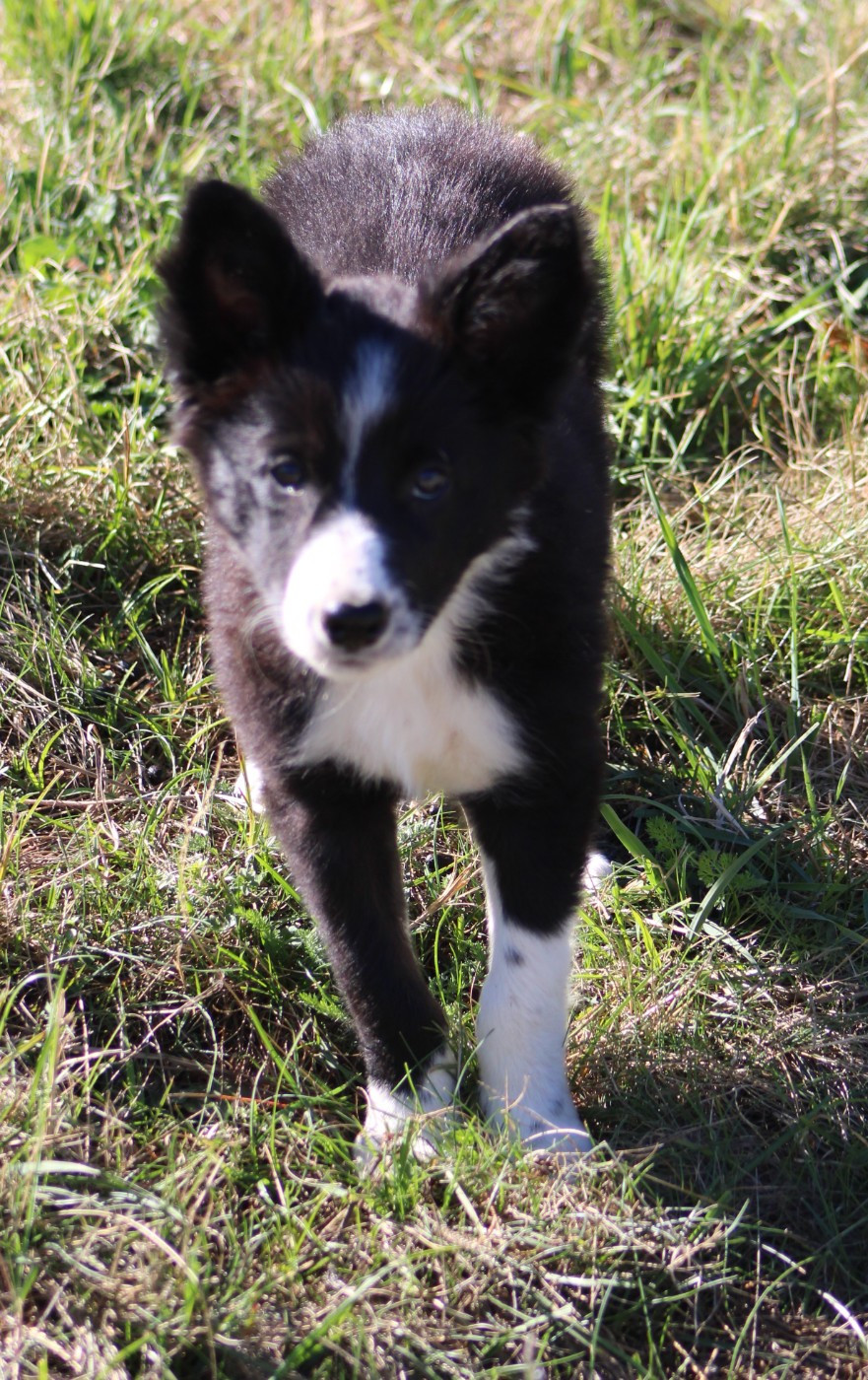 De La Vallee Du Douro - Chiots disponibles - Border Collie