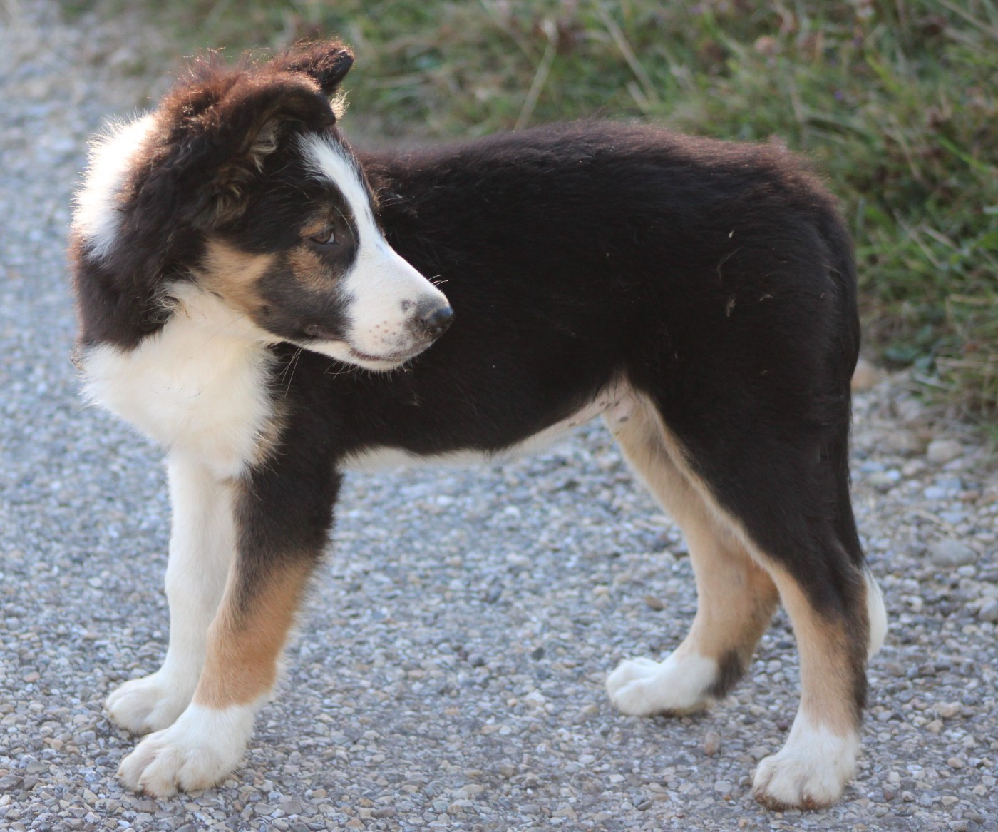 De La Vallee Du Douro - Chiots disponibles - Border Collie