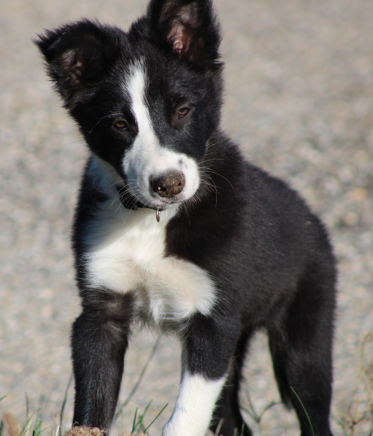 De La Vallee Du Douro - Chiots disponibles - Border Collie