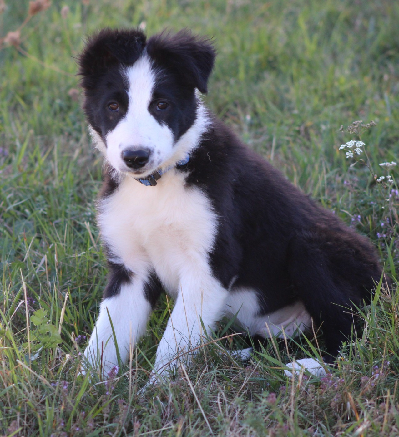 De La Vallee Du Douro - Chiots disponibles - Border Collie