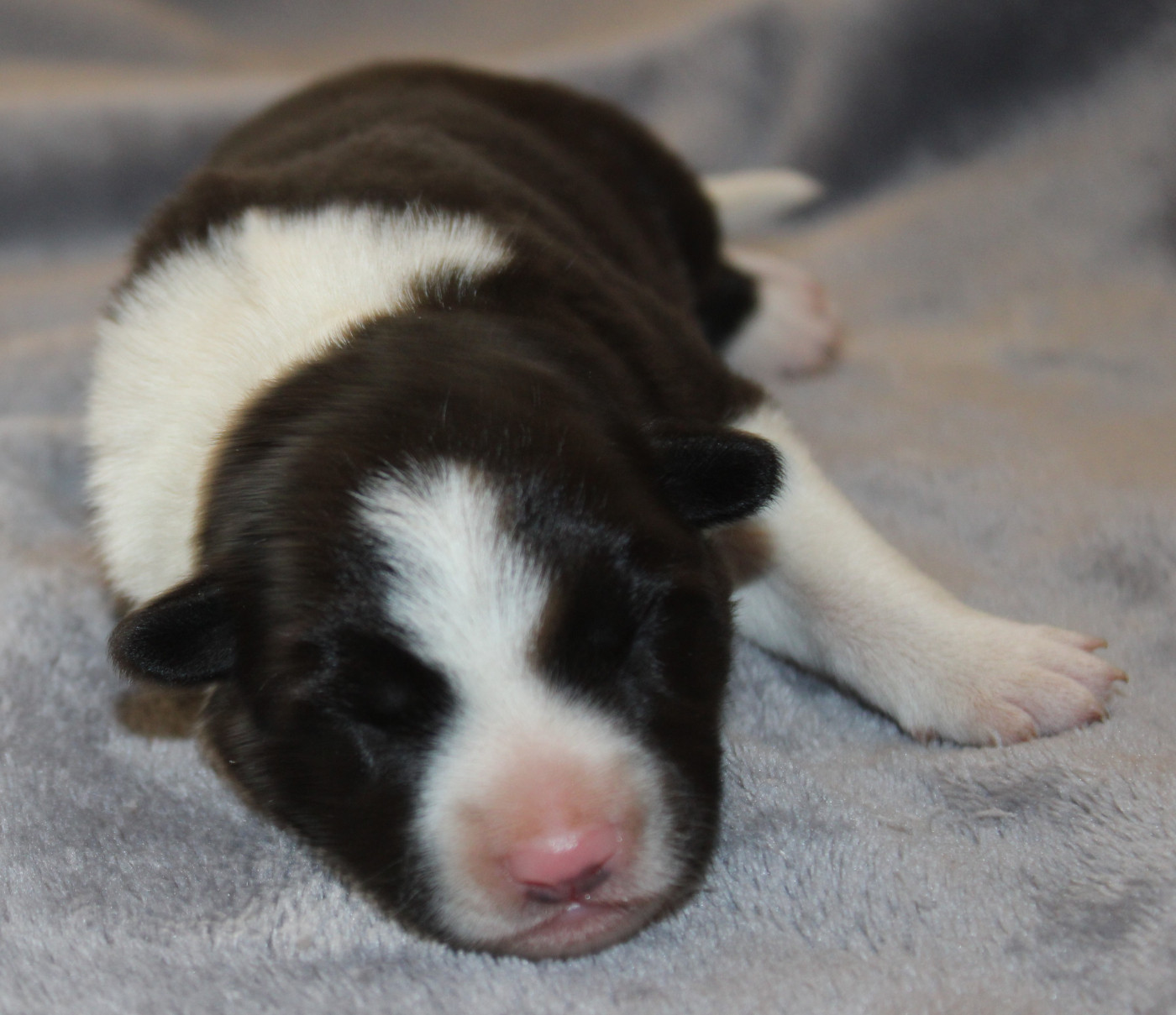 De La Vallee Du Douro - Chiots disponibles - Border Collie