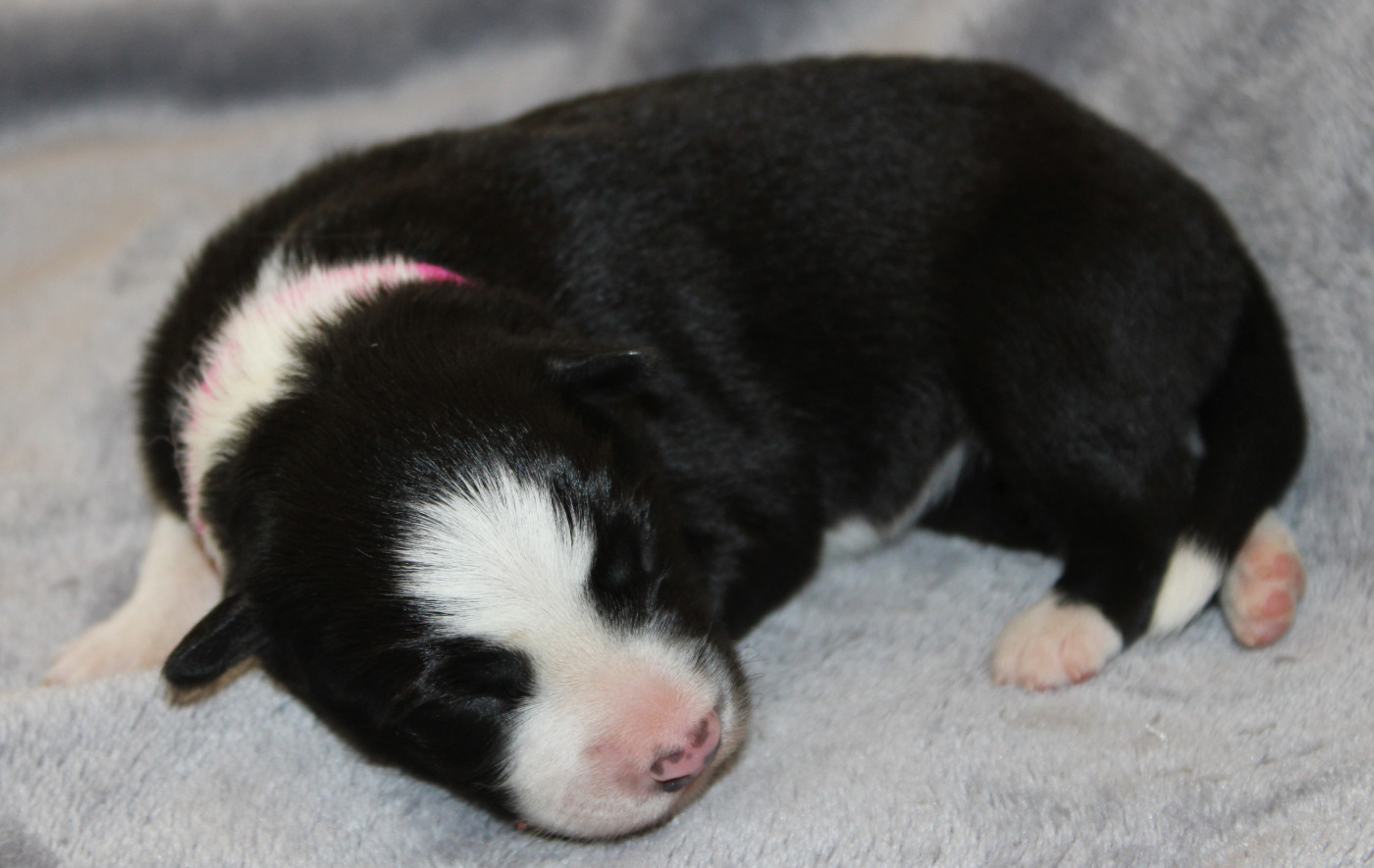 De La Vallee Du Douro - Chiots disponibles - Border Collie
