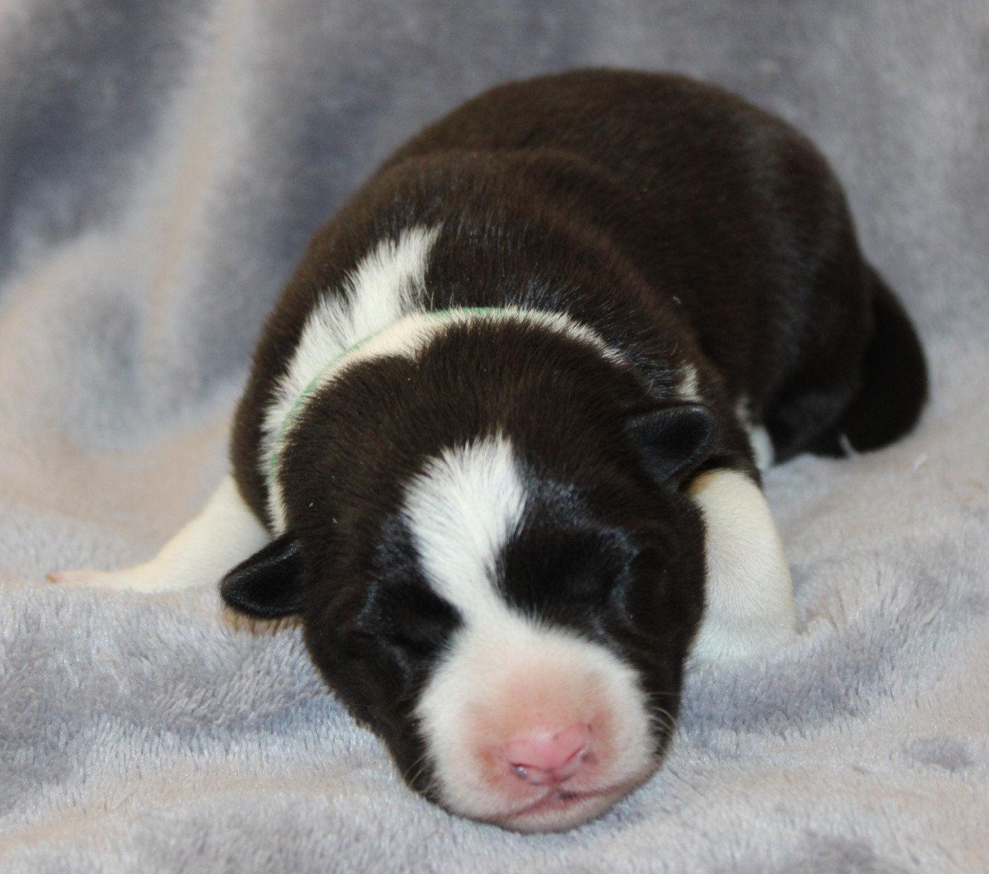 De La Vallee Du Douro - Chiots disponibles - Border Collie
