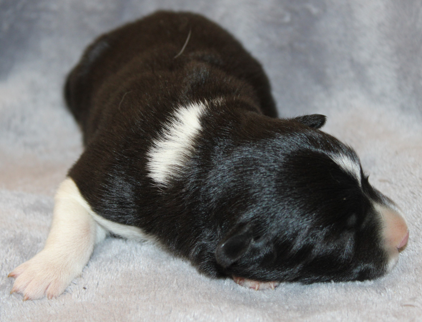 De La Vallee Du Douro - Chiots disponibles - Border Collie
