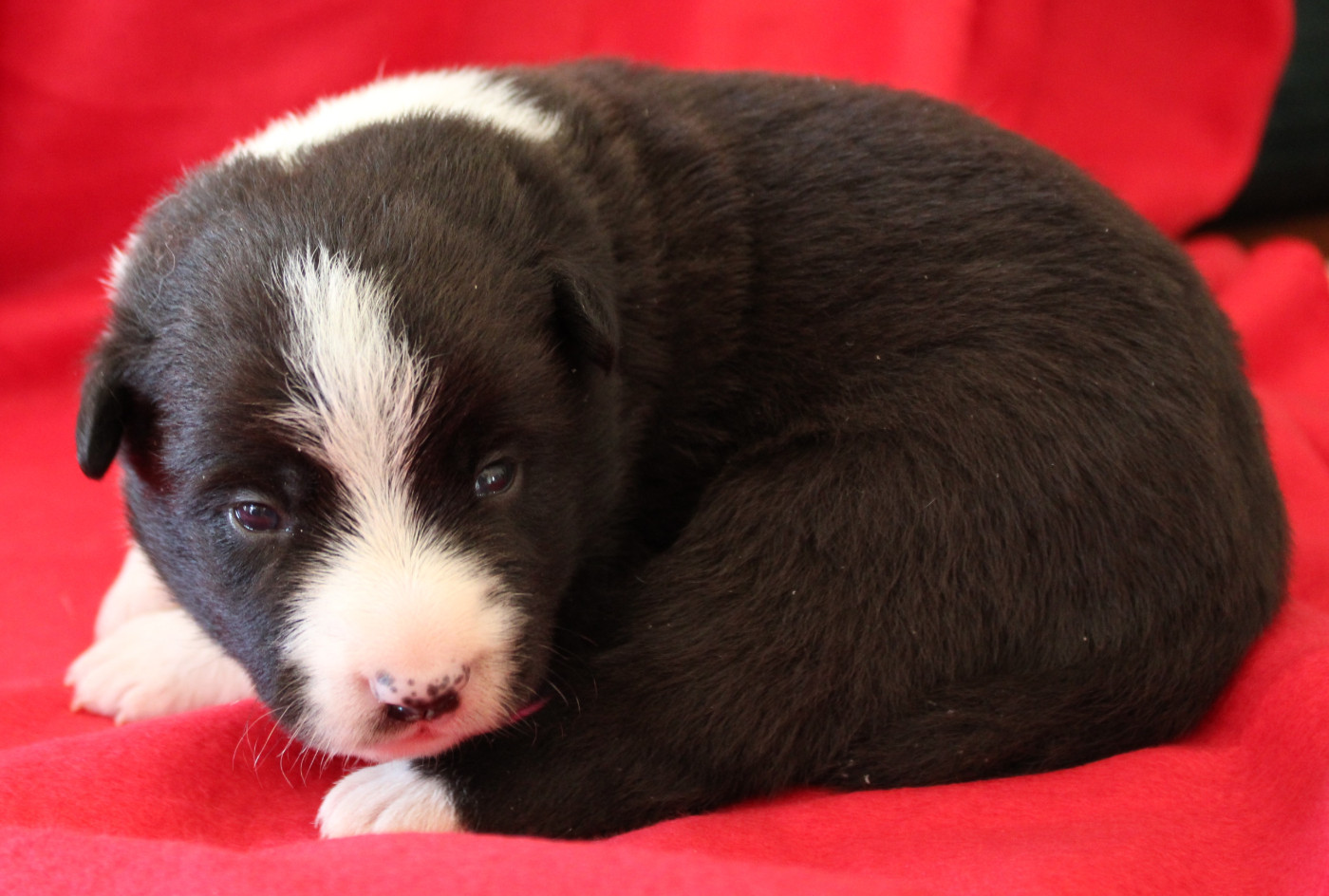 De La Vallee Du Douro - Chiots disponibles - Border Collie
