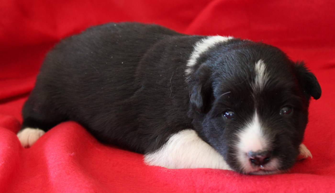 De La Vallee Du Douro - Chiots disponibles - Border Collie