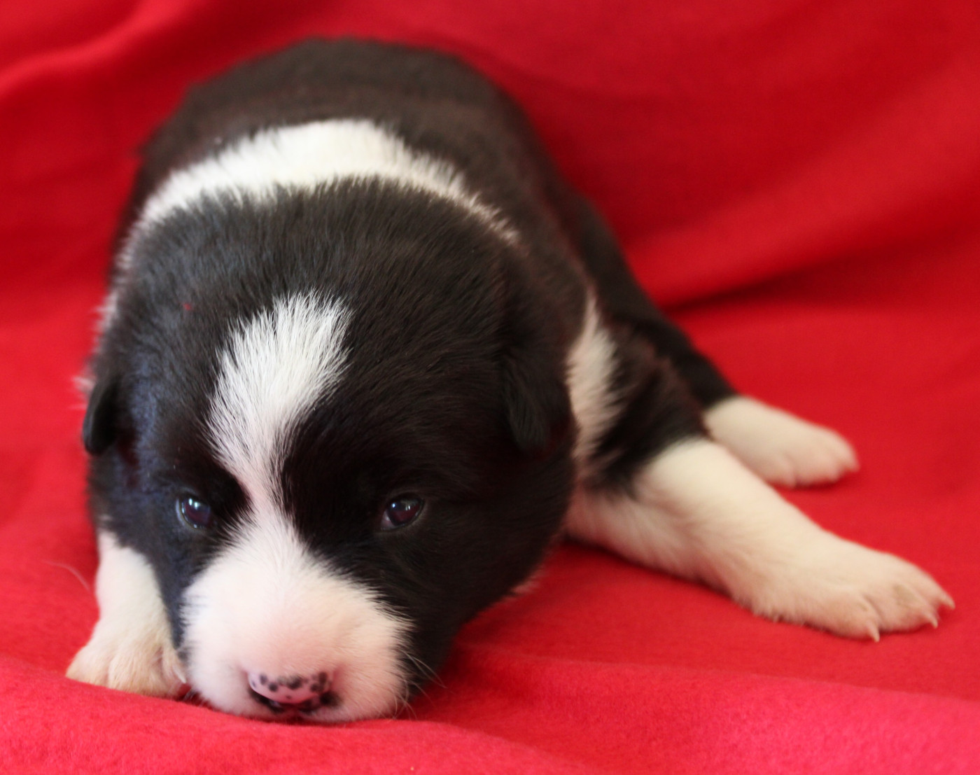 De La Vallee Du Douro - Chiots disponibles - Border Collie