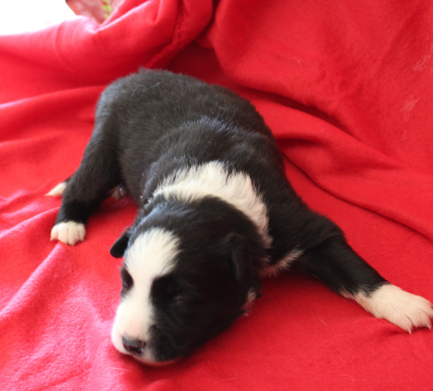 De La Vallee Du Douro - Chiots disponibles - Border Collie