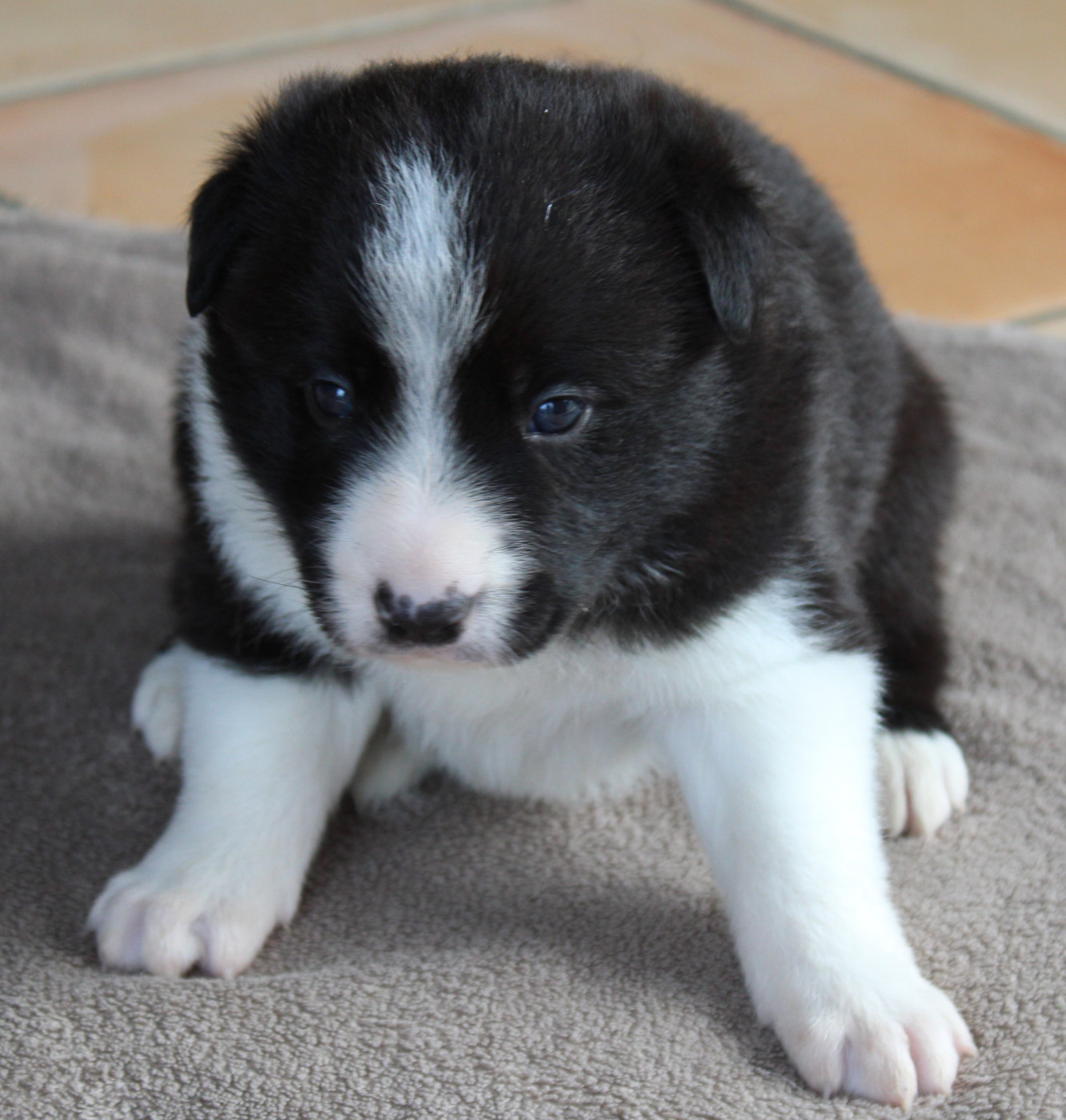 De La Vallee Du Douro - Chiots disponibles - Border Collie
