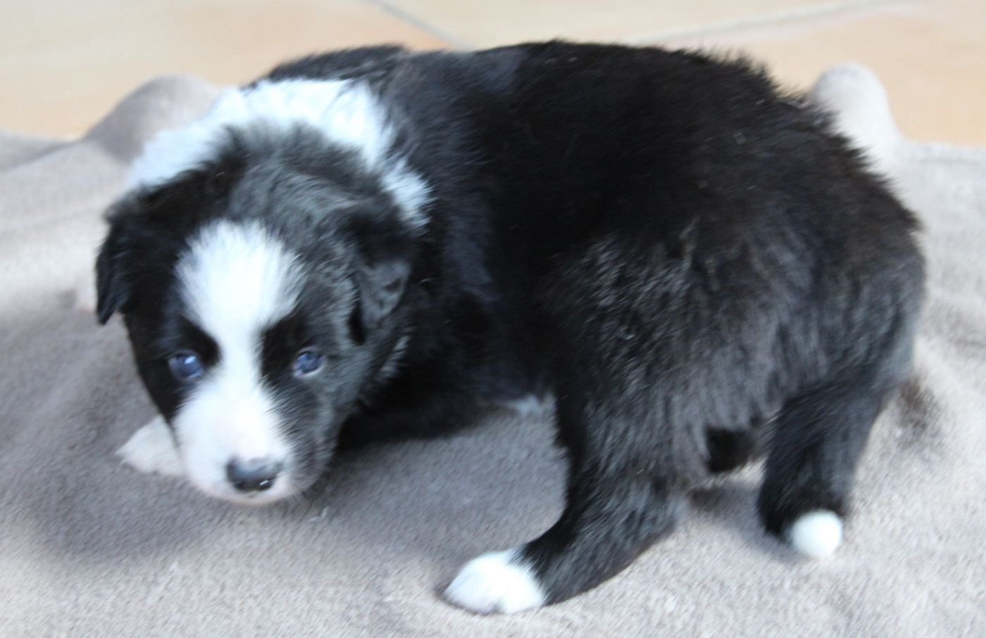 De La Vallee Du Douro - Chiots disponibles - Border Collie