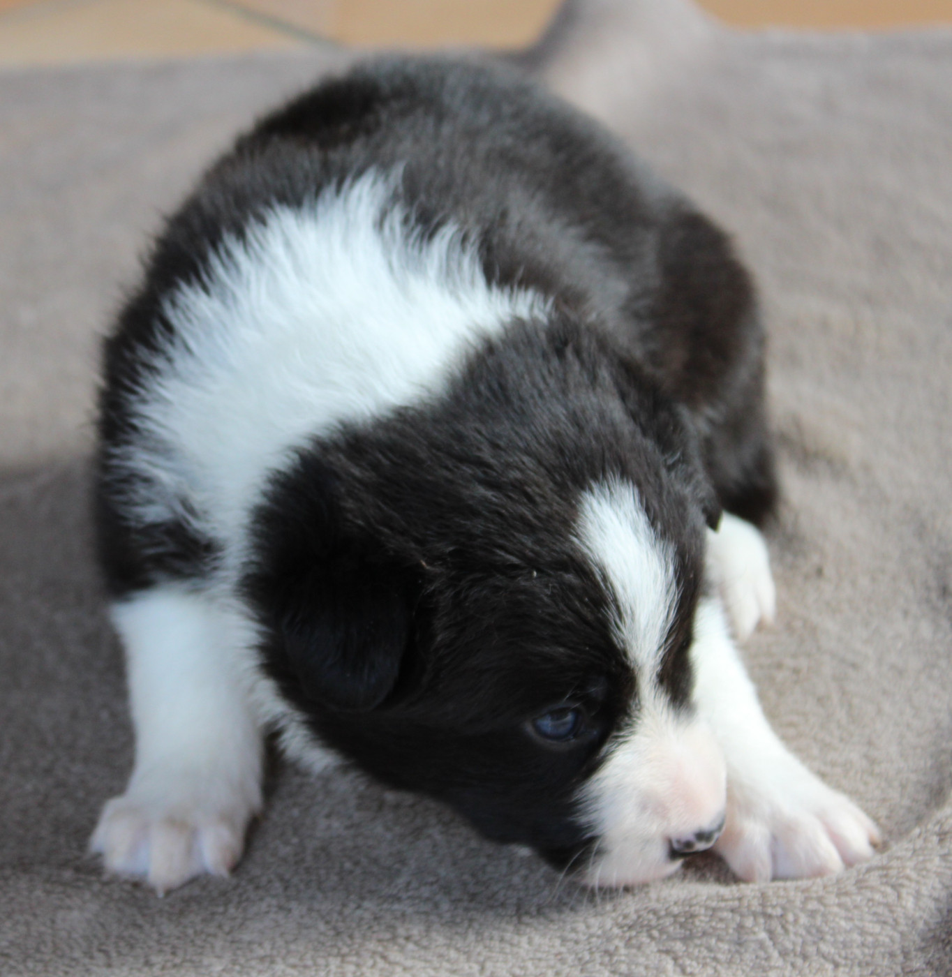 De La Vallee Du Douro - Chiots disponibles - Border Collie