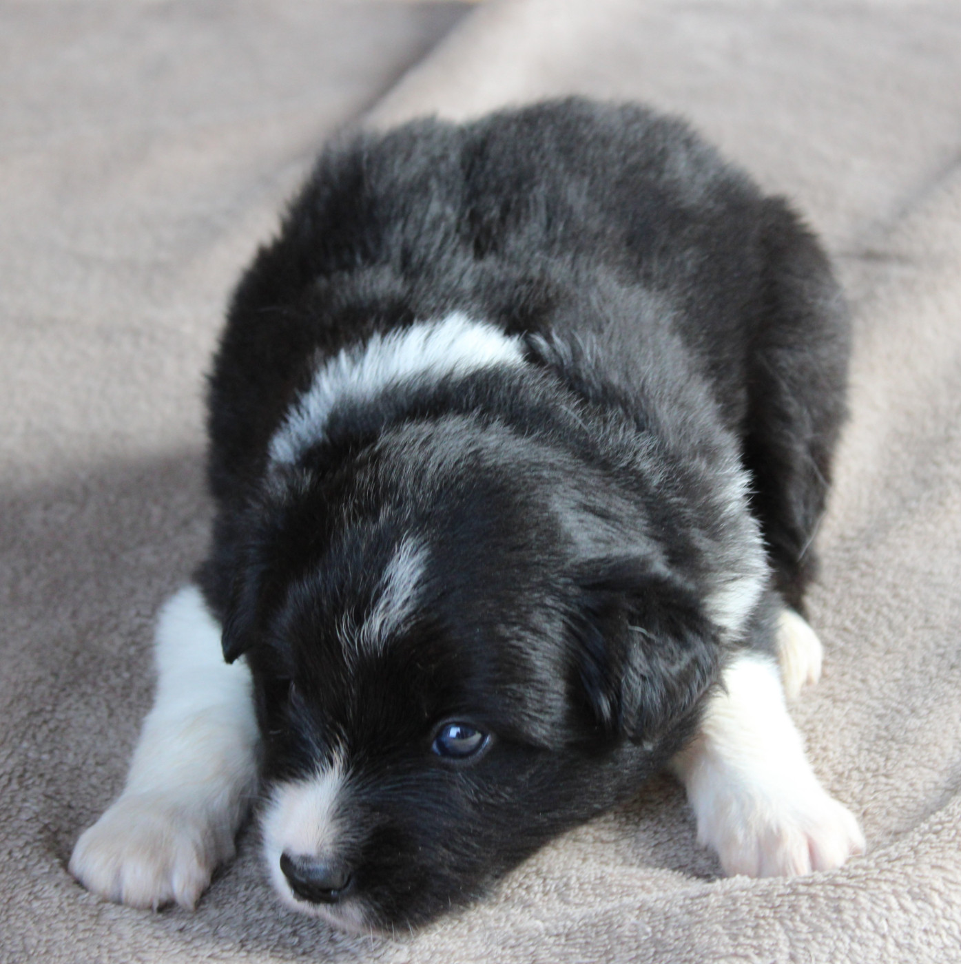 De La Vallee Du Douro - Chiots disponibles - Border Collie