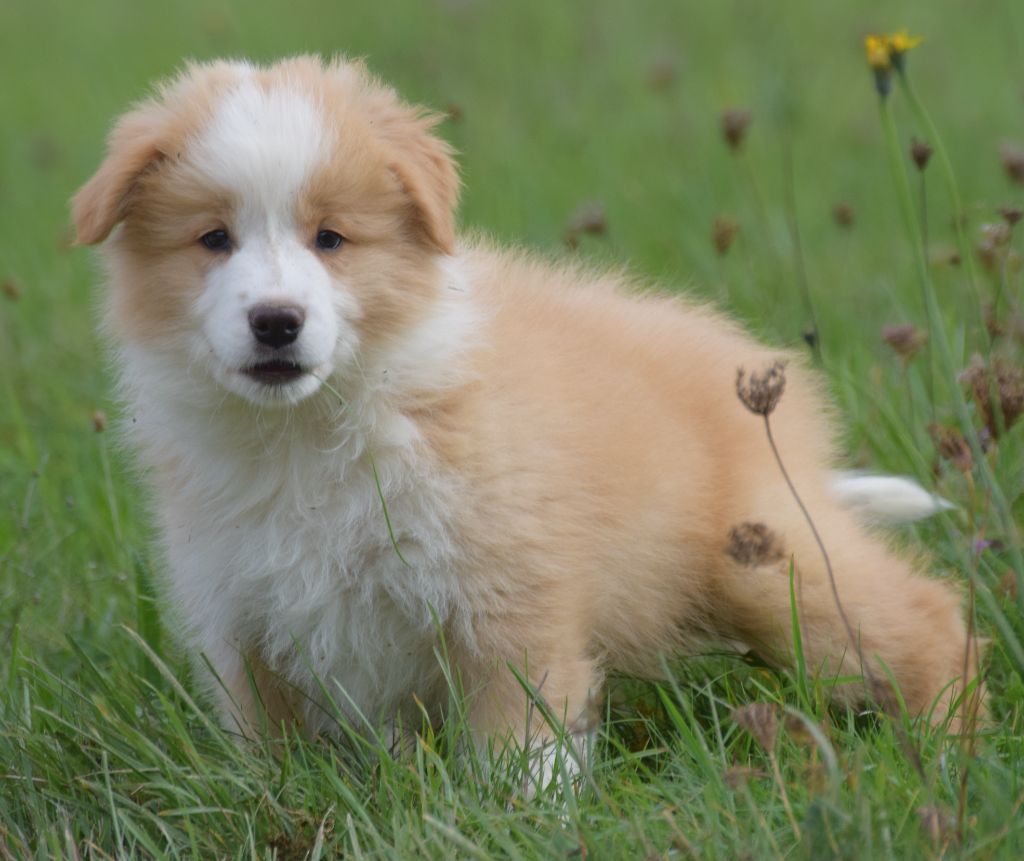 De La Vallee Du Douro - Chiots disponibles - Border Collie