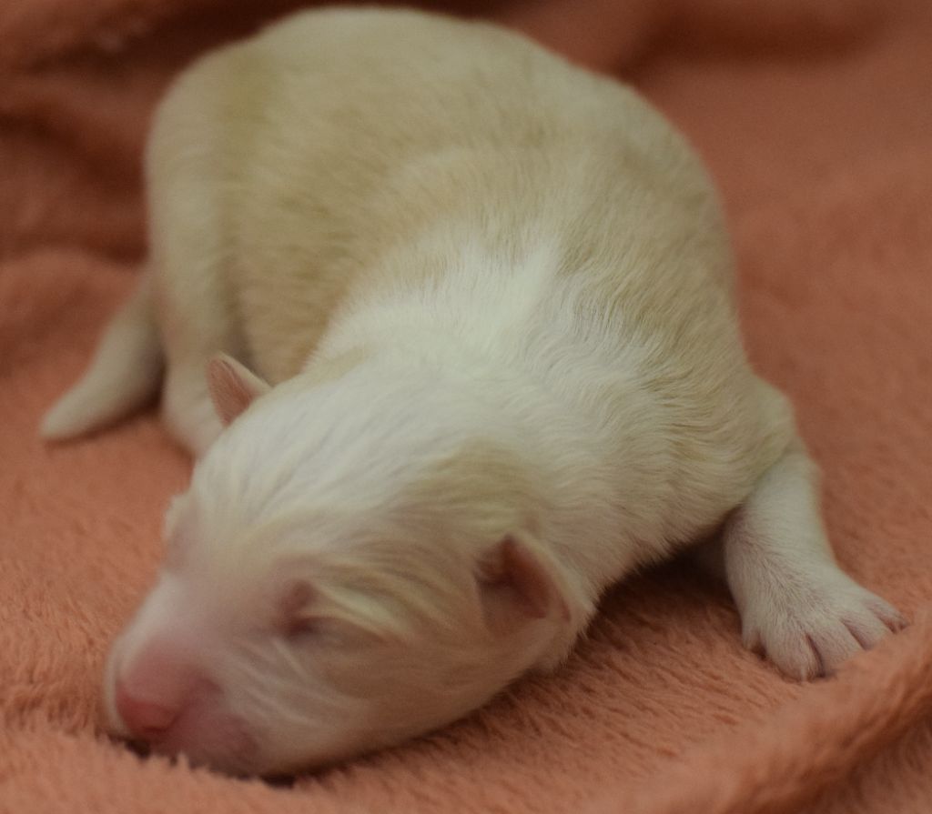 De La Vallee Du Douro - Chiots disponibles - Border Collie