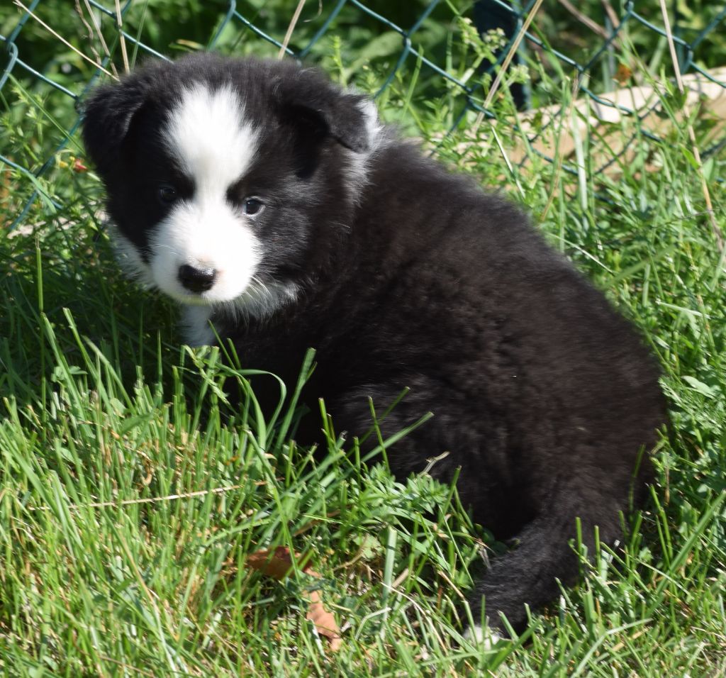 De La Vallee Du Douro - Chiots disponibles - Border Collie