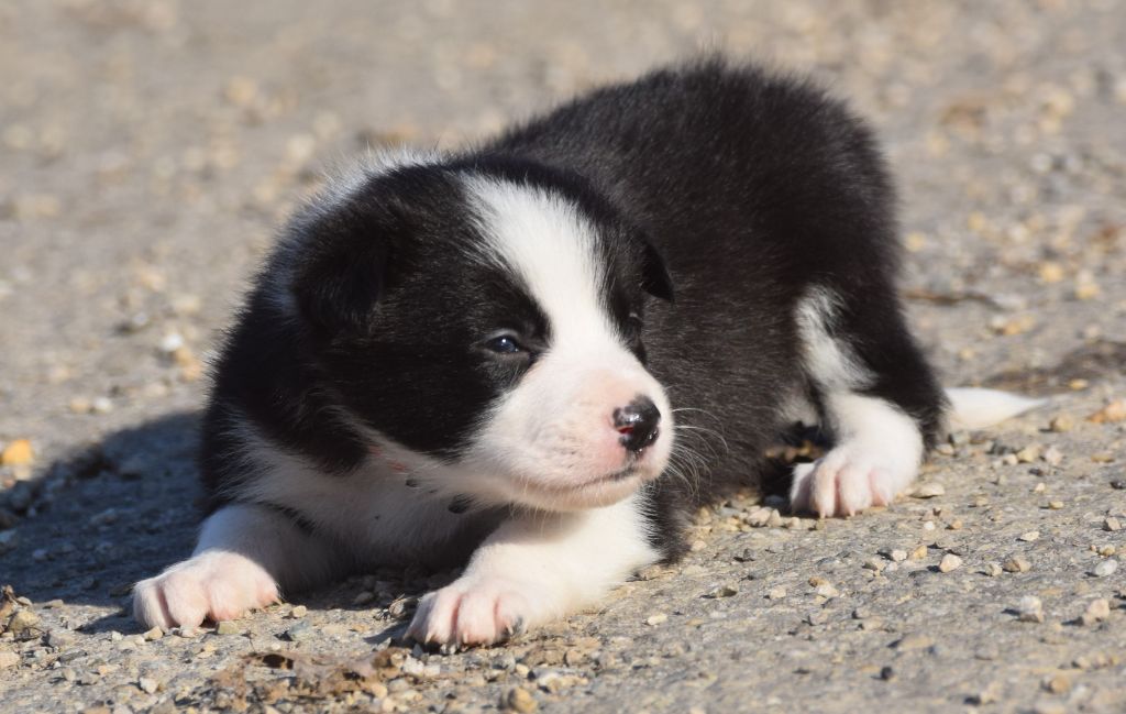 De La Vallee Du Douro - Chiots disponibles - Border Collie