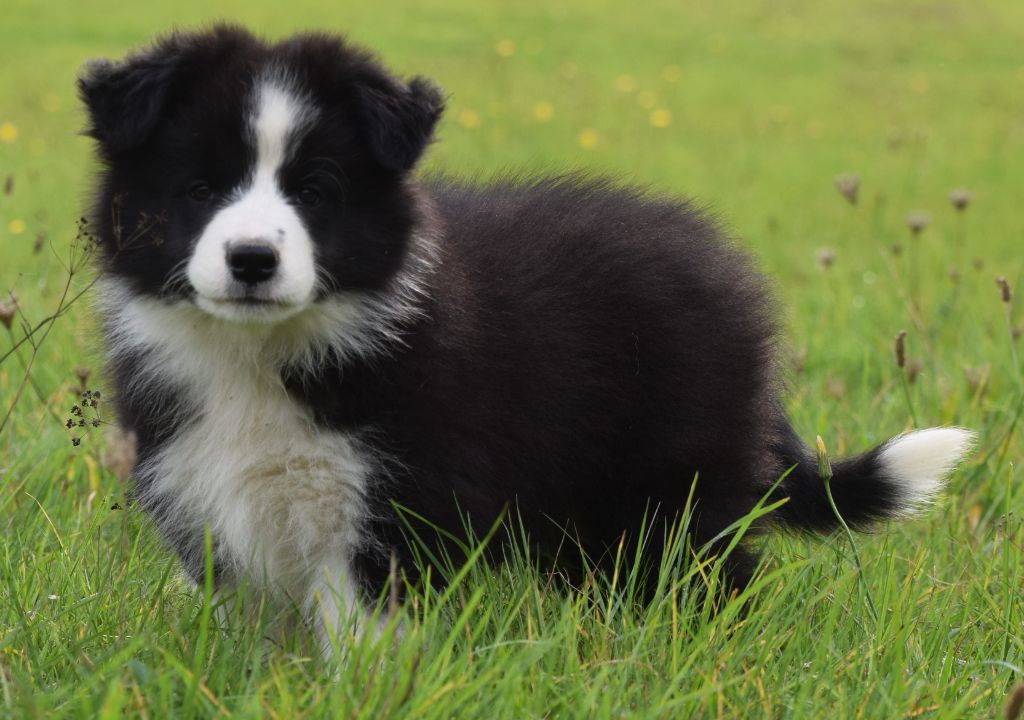 De La Vallee Du Douro - Chiots disponibles - Border Collie