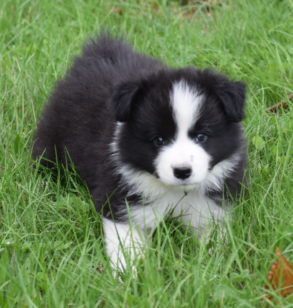 De La Vallee Du Douro - Chiots disponibles - Border Collie
