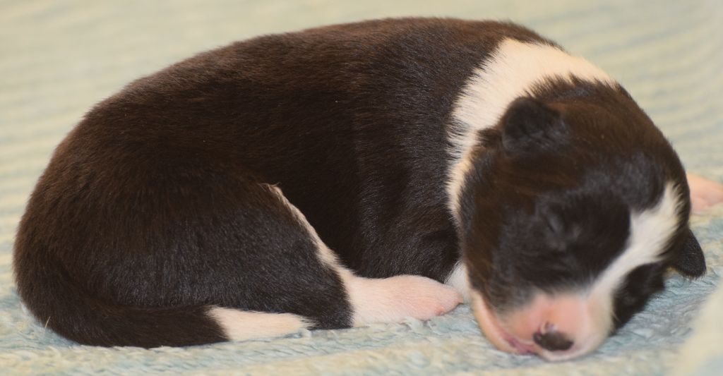 De La Vallee Du Douro - Chiots disponibles - Border Collie