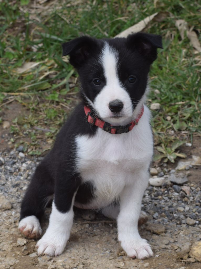 De La Vallee Du Douro - Chiots disponibles - Border Collie