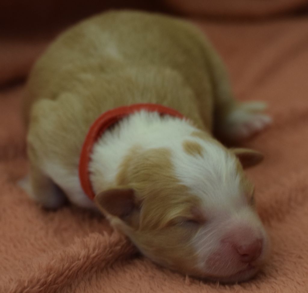 De La Vallee Du Douro - Chiots disponibles - Border Collie