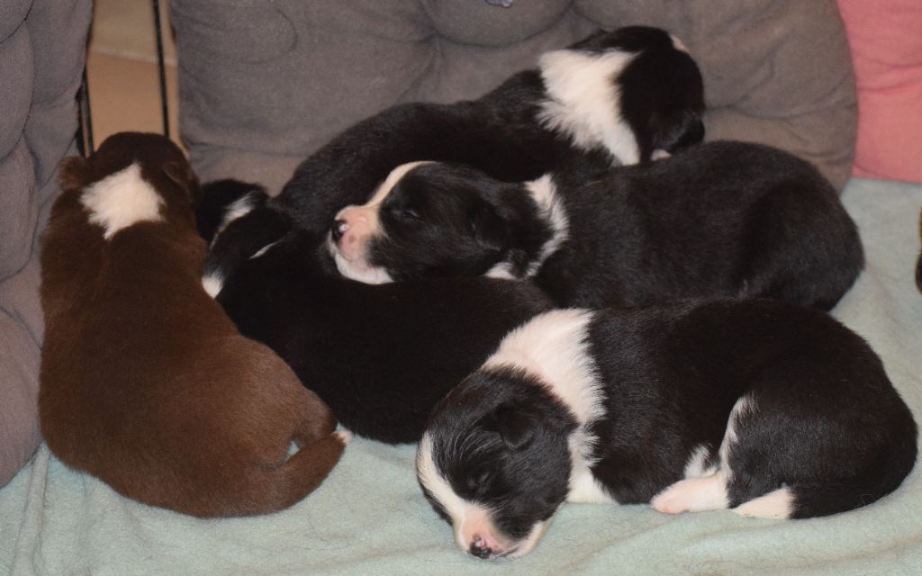 Chiot Border Collie De La Vallee Du Douro