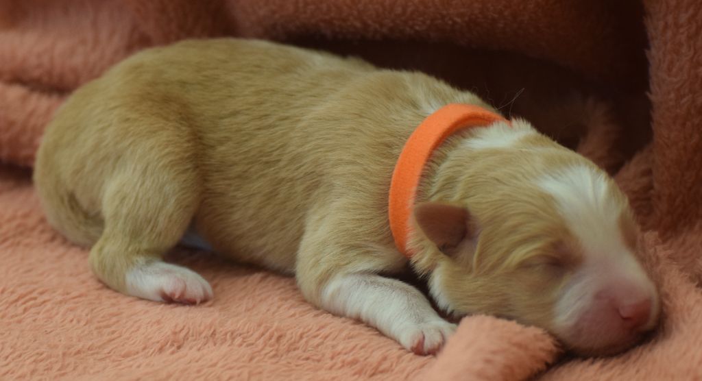 De La Vallee Du Douro - Chiots disponibles - Border Collie