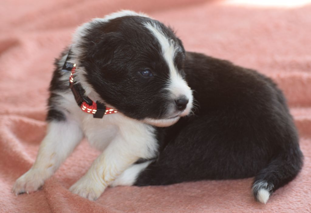 De La Vallee Du Douro - Chiots disponibles - Border Collie