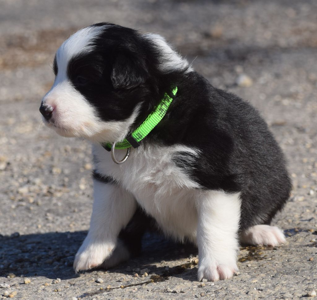 De La Vallee Du Douro - Chiots disponibles - Border Collie