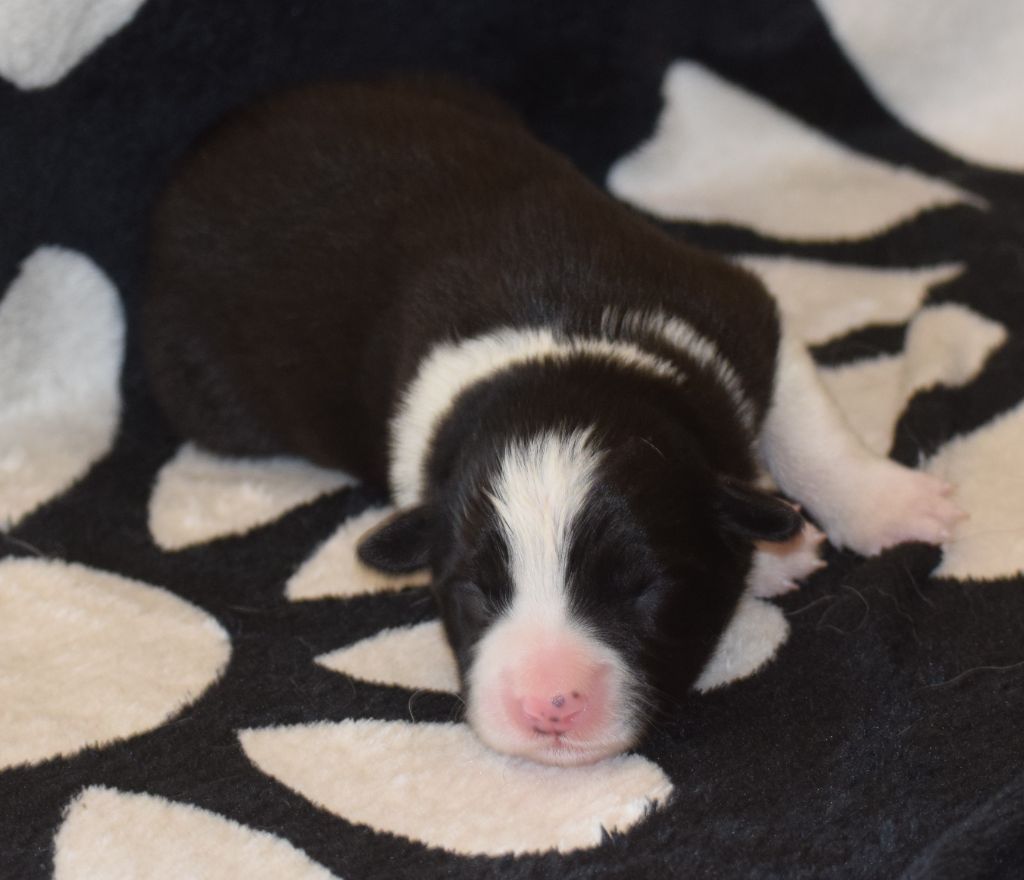 De La Vallee Du Douro - Chiots disponibles - Border Collie