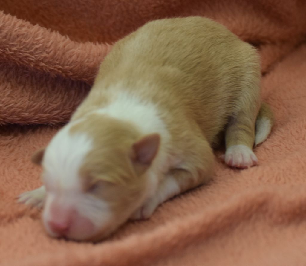 De La Vallee Du Douro - Chiots disponibles - Border Collie