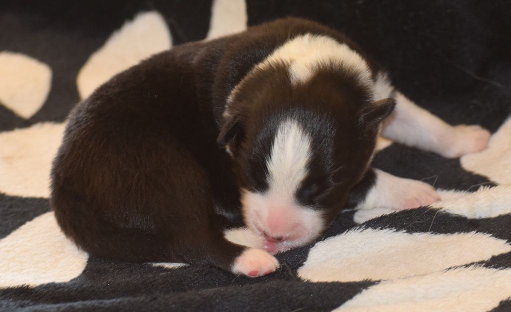 De La Vallee Du Douro - Chiots disponibles - Border Collie