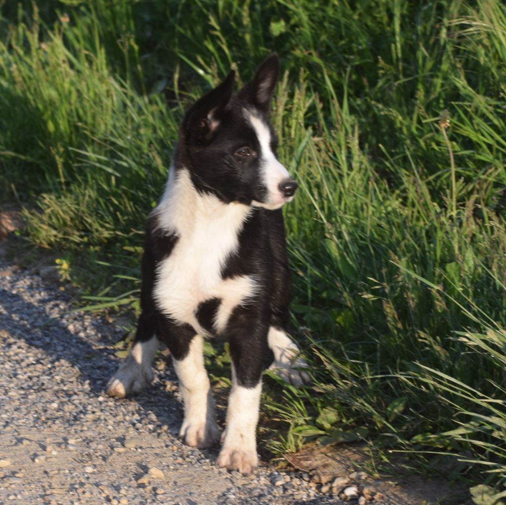 De La Vallee Du Douro - Chiots disponibles - Border Collie