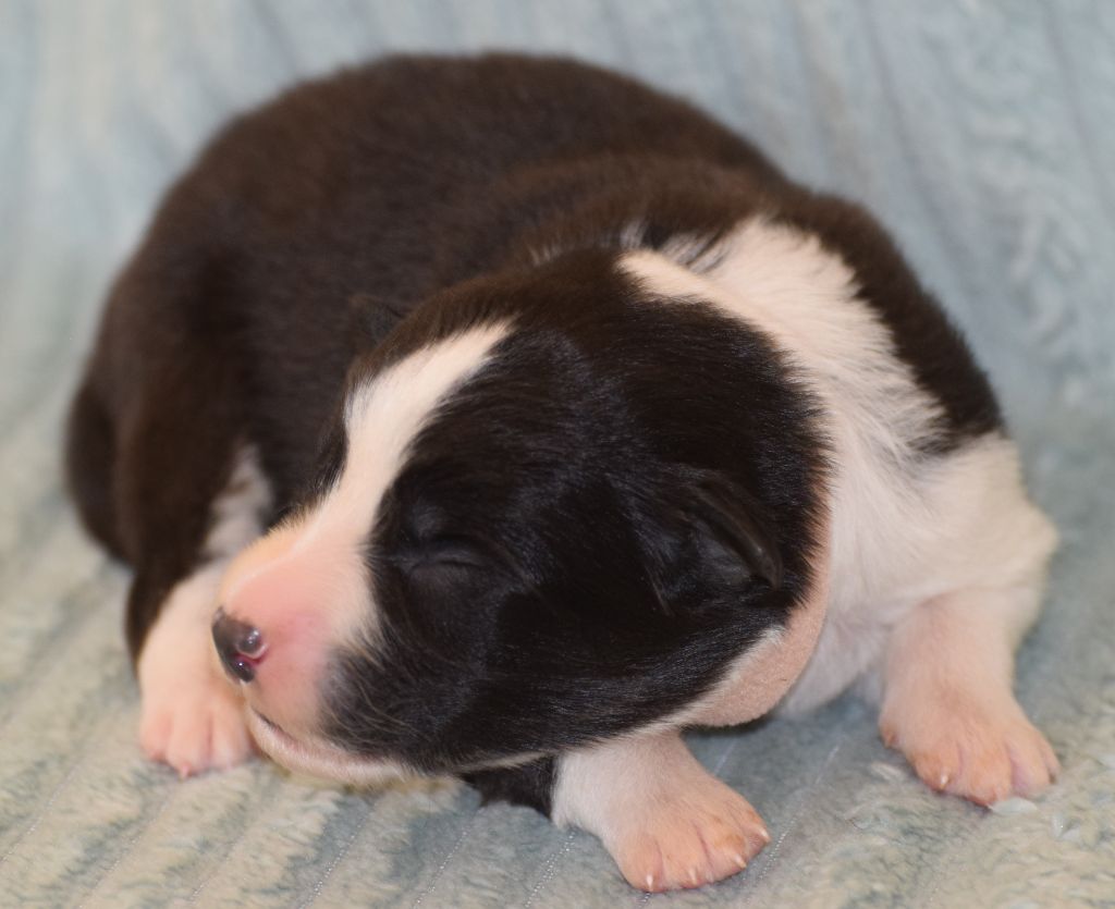 De La Vallee Du Douro - Chiots disponibles - Border Collie