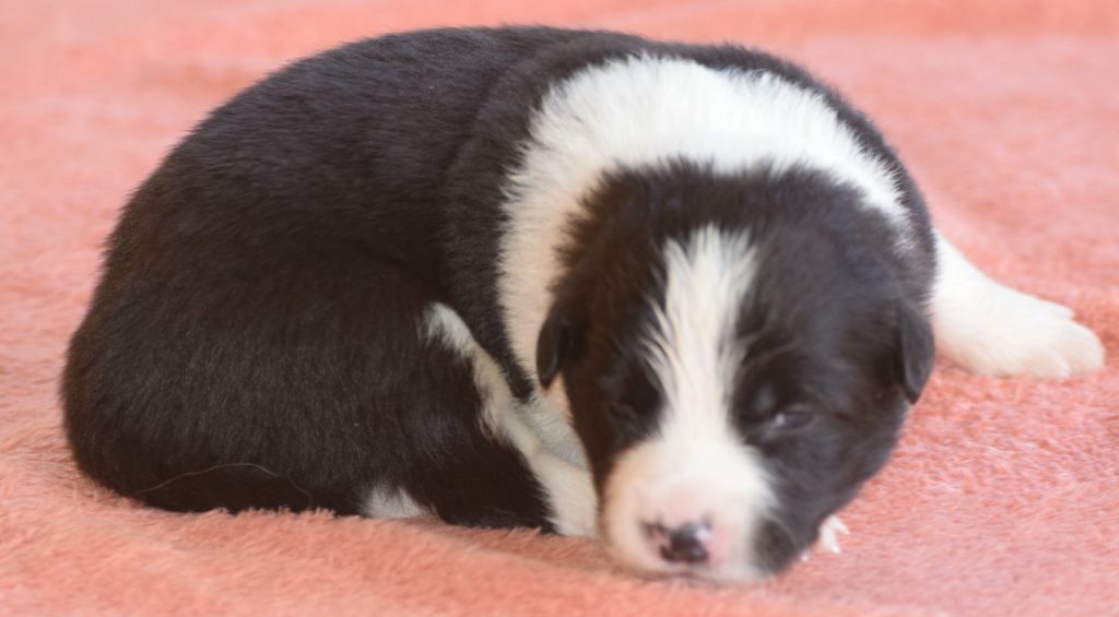 De La Vallee Du Douro - Chiots disponibles - Border Collie