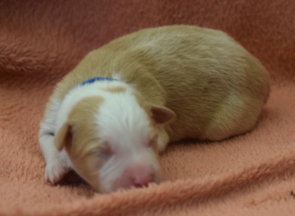 De La Vallee Du Douro - Chiots disponibles - Border Collie
