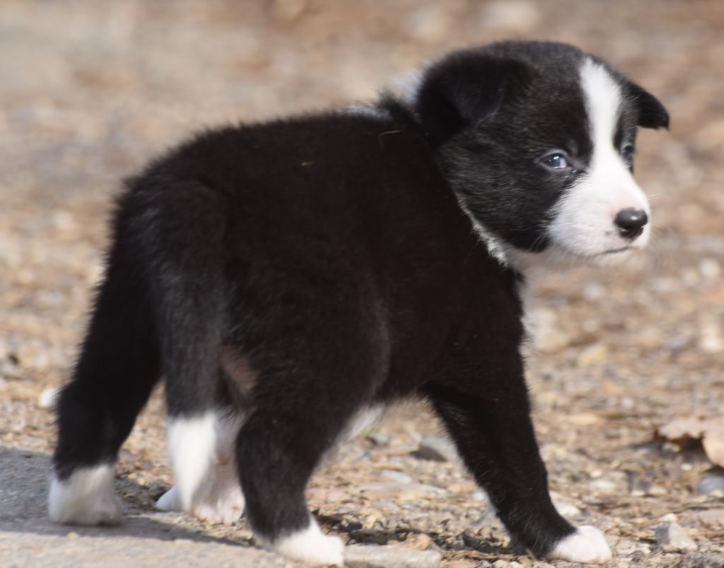 De La Vallee Du Douro - Chiots disponibles - Border Collie