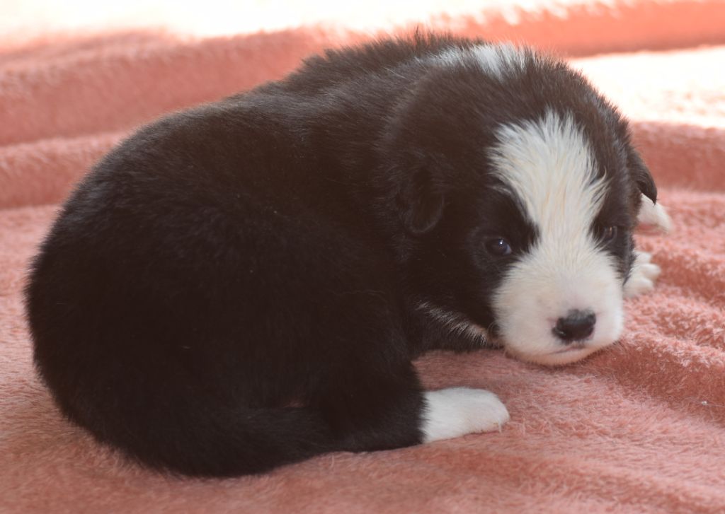 De La Vallee Du Douro - Chiots disponibles - Border Collie