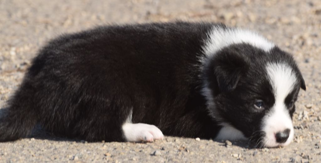 De La Vallee Du Douro - Chiots disponibles - Border Collie