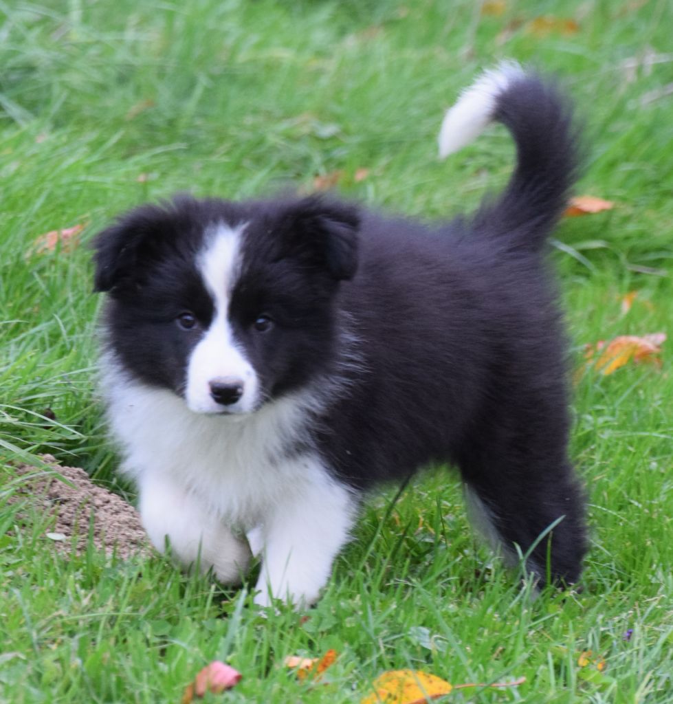 De La Vallee Du Douro - Chiots disponibles - Border Collie