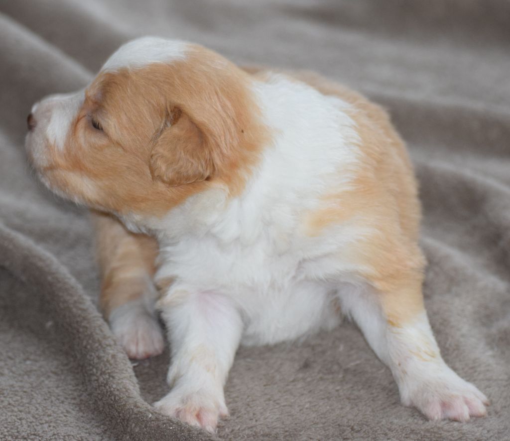 De La Vallee Du Douro - Chiots disponibles - Border Collie