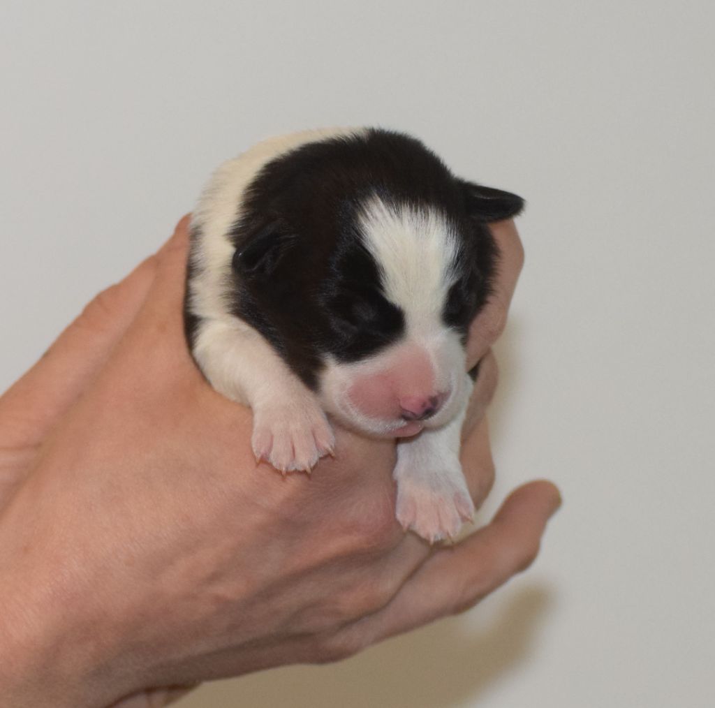 De La Vallee Du Douro - Chiots disponibles - Border Collie