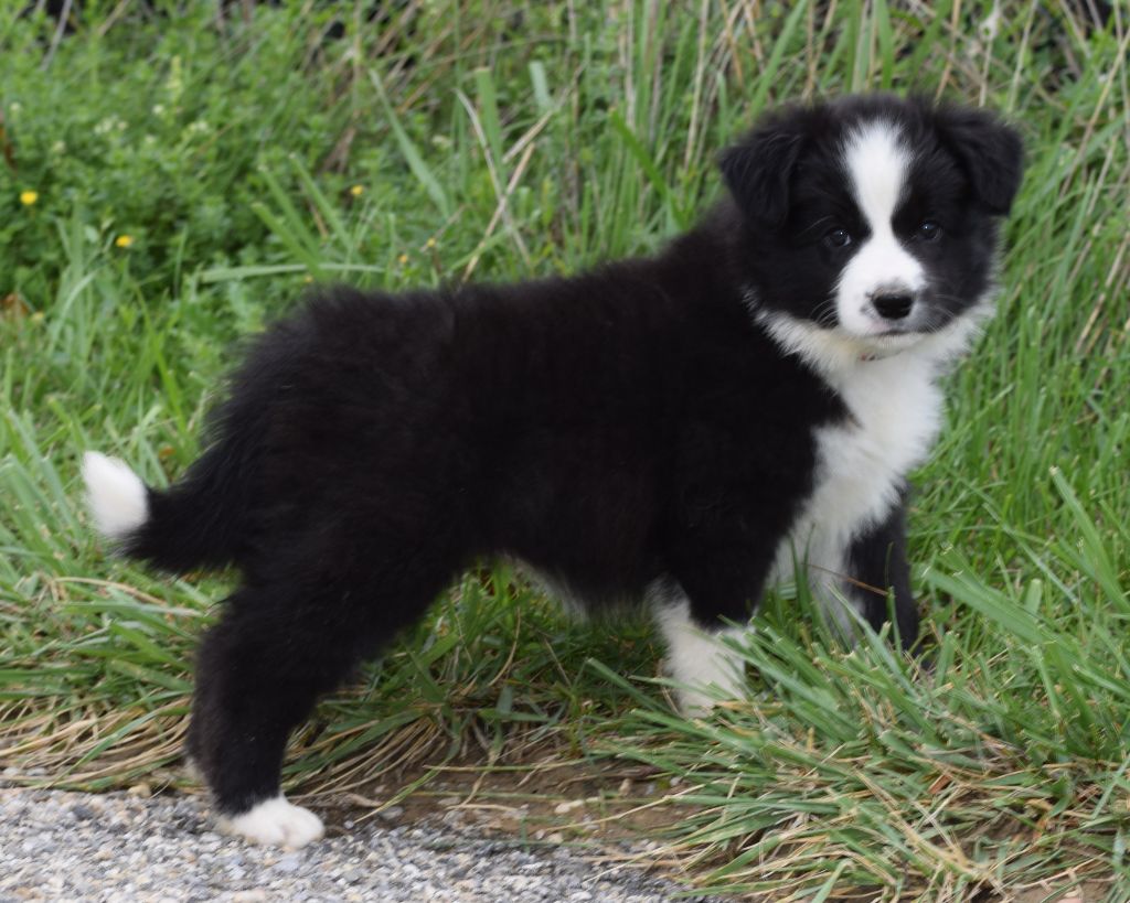 De La Vallee Du Douro - Chiots disponibles - Border Collie
