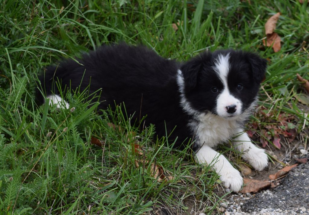 De La Vallee Du Douro - Chiots disponibles - Border Collie